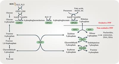 The Role of the Pentose Phosphate Pathway in Diabetes and Cancer